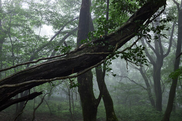 Fototapeta premium tree in the forest