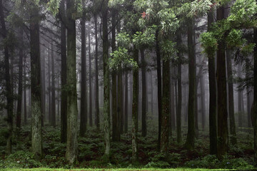 trees in the forest