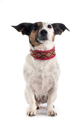 jack russel terrier