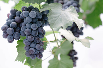 Nature background with Vineyard in autumn harvest. Ripe grapes in fall.