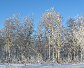 Landscape winter forest, seasonal beautiful view with hoarfrost and blue sky