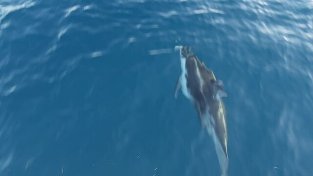 Pod of dolphins porpoising in freedom, pacific ocean surface, blue water splashing. School of wild marine animals leaping, jumping and having fun in sea. Whale watching in Oceanside, California USA.