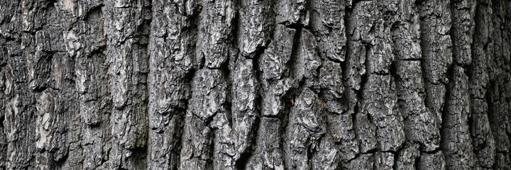 Embossed texture of tree bark. Tree trunk with natural bark patterns on the surface. Natural wood background. Closeup side view.