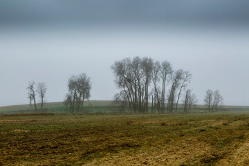 Fototapeta premium Cereal steppe and poplars in foggy autumn. Lagunas de Villafáfila Nature Reserve, Zamora, Spain.