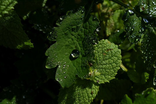 Gotas de lluvia brillando sobre las hierbas ocultas del jardín. Imagen macro de hojas de hierbabuena cubiertas de pequeñas gotas de agua.