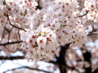 晴れのクローズアップされた桜(縦撮2)