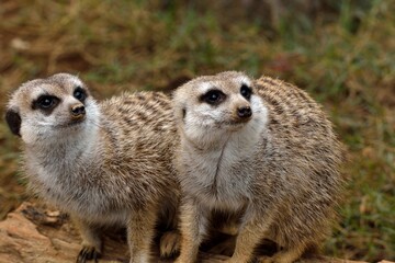 Fototapeta premium Meerkat (Suricata suricatta) in the Taiwan Zoo.