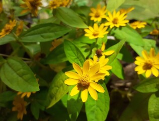 yellow flowers in the garden