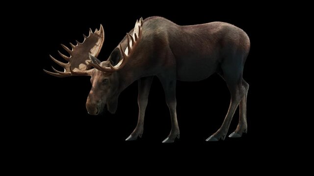 Side view of a male moose eating grass. Moose are distinguished by broad and palmate antlers. 3D rendering with Alpha channel. Perfect for compositing.