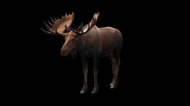 A male moose looking around. Moose are distinguished broad and palmate antlers. 3D rendering with Alpha channel. Perfect for compositing.