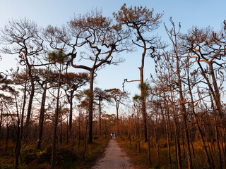 Leafless pine tree in winter forest. Thailand Phu Kradueng mountain winter season landscape