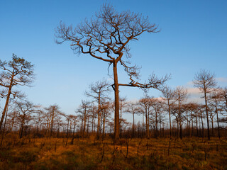Leafles pine tree in winter forest. Thailand Phu Kradueng mountain winter season landscape