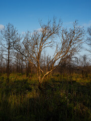 Fototapeta na wymiar Leafles tree in winter forest. Thailand winter season nature landscape