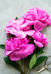 Peony flowers on a grey concrete background