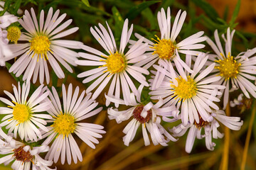 Bog aster flowers in Goodwin State Forest in Connecticut.