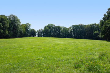 Fototapeta na wymiar meadow and trees