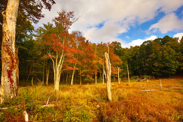 Fall at Black Spruce Pond in Goodwin State Forest, Connecticut.