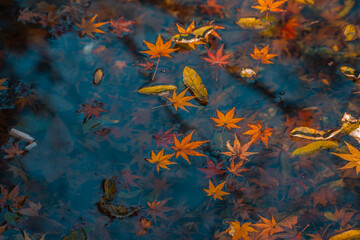 Fototapeta na wymiar Red and yellow maple leaves on water, autumn time.