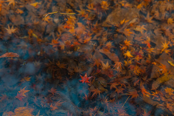 Red and yellow maple leaves on water, autumn time.