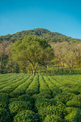 Fototapeta na wymiar Tea plantation in Hangzhou, China.