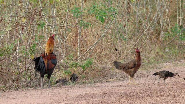 Colorful rooster or fighting cock in the farm.