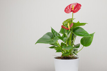 Anthurium in a ceramic pot. Greening the house with indoor plants. Copyspace. Eco lifestyle. Home Plants Care - obrazy, fototapety, plakaty