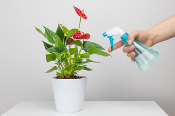 Watering plants at home. Anthurium flower in a ceramic pot and a spray bottle nearby. Greening the house with indoor plants. Copyspace. Home Plants Care