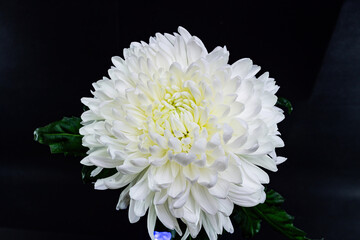 White chrysanthemum close-up on a black background