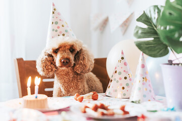 apricot poodle dog celebrates its birthday with cake, bones and candles