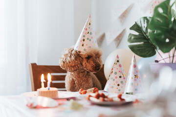apricot poodle dog celebrates its birthday with cake, bones and candles