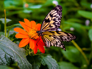 Paper Kite butterfly on a Mexican Sunflower