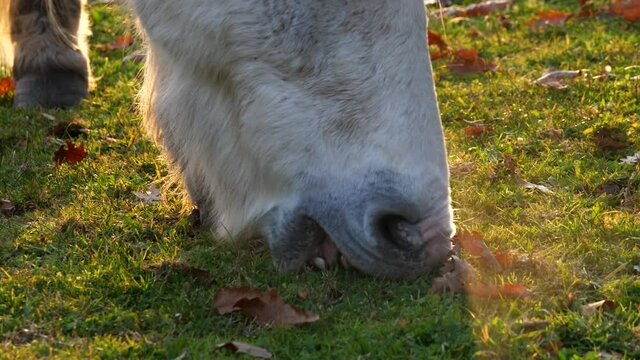 Cavallo al pascolo mangia erba. Primo piano controluce