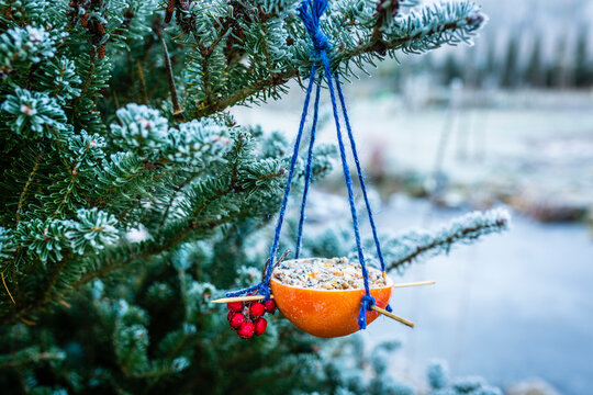 Bird food for the winter. Do-it-yourself energy bird fat balls.