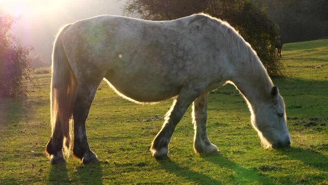 Cavallo al pascolo mangia erba. Primo piano controluce