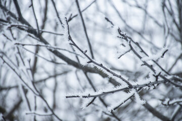 Fototapeta na wymiar Snow and frost on tree branches in the form of needles: cold winter and precipitation sticking to trees. Soft focus