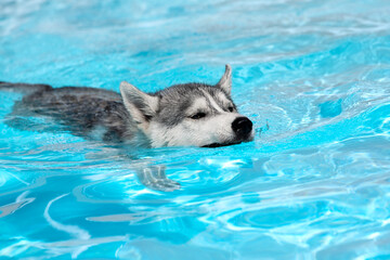 A young Siberian Husky female dog with blue eyes is swimming in a pool. She has wet grey and white fur. The water has an azure and blue color, with waves and splashes. It's a sunny summer day.