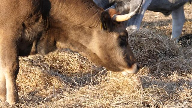 Mucca bovina da carne mangia fieno in un recinto di alimentazione. Clip di primo piano con dettagli degli occhi e bocca