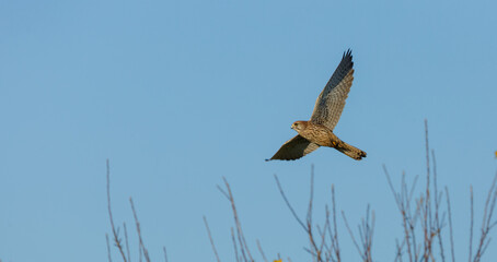 European kestrel in flight in middle Germany