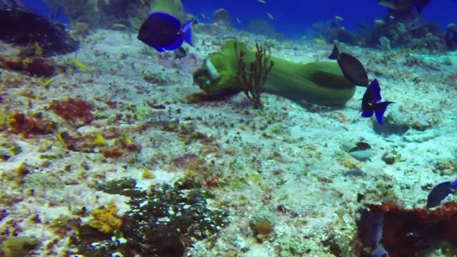 A large Green Moray Eel (Gymnothorax funebris) swimming free in Cozumel, Mexico