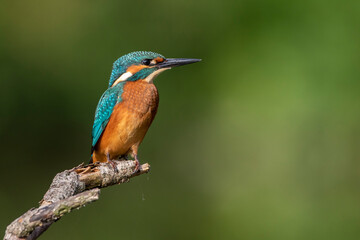 Eisvogel (Alcedo atthis) Jungvogel