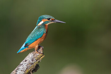 Eisvogel (Alcedo atthis) Jungvogel