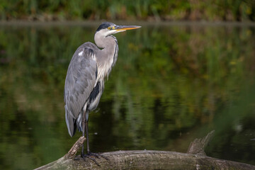 Graureiher (Ardea cinerea)