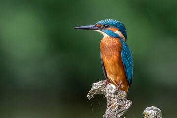 Eisvogel (Alcedo atthis) Jungvogel