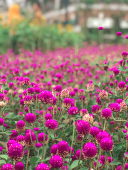 flowers in the garden