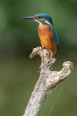 Eisvogel (Alcedo atthis) Jungvogel