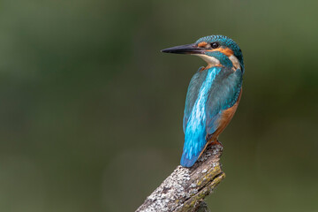 Eisvogel (Alcedo atthis) Jungvogel