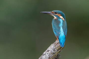 Eisvogel (Alcedo atthis) Jungvogel