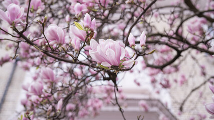 ฺBeautiful Flower, Magnolia pink blossom tree flowers, close up branch. Blossoming magnolia flowers.