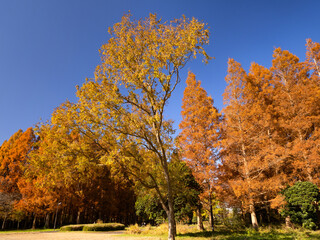 東京都　水元公園のメタセコイアの黄葉