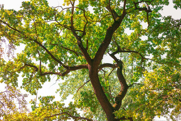 A tall oak tree with dense green leaves